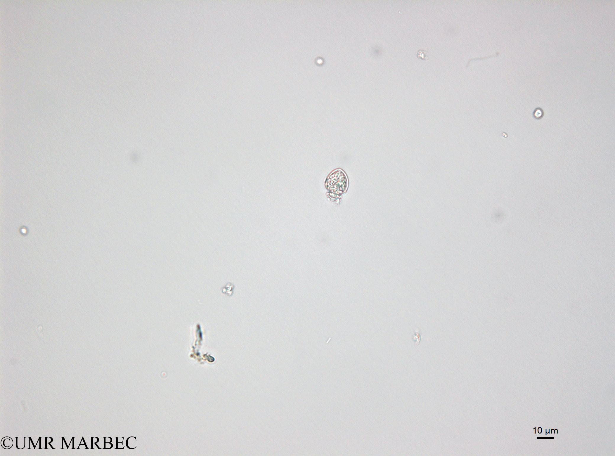 phyto/Bizerte/bizerte_bay/RISCO April 2014/Oxytoxum laticeps (150116_001_ovl)(copy).jpg